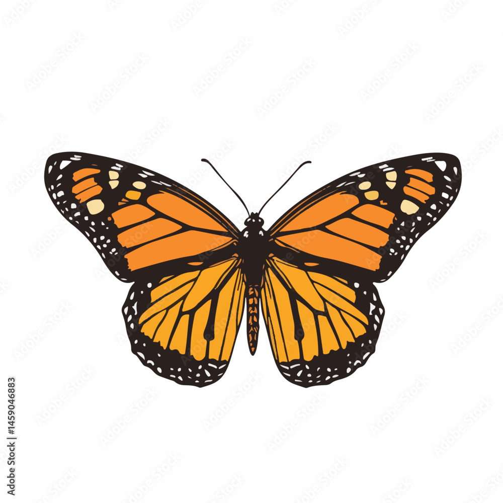 Fototapeta premium Vector Illustration Of A Monarch Butterfly With Orange And Black Wings Detailed Design