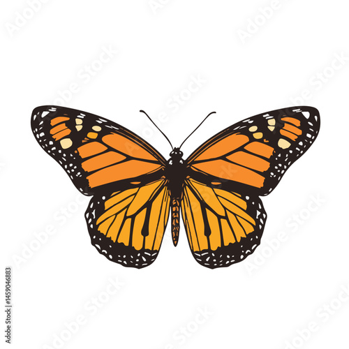 Vector Illustration Of A Monarch Butterfly With Orange And Black Wings Detailed Design