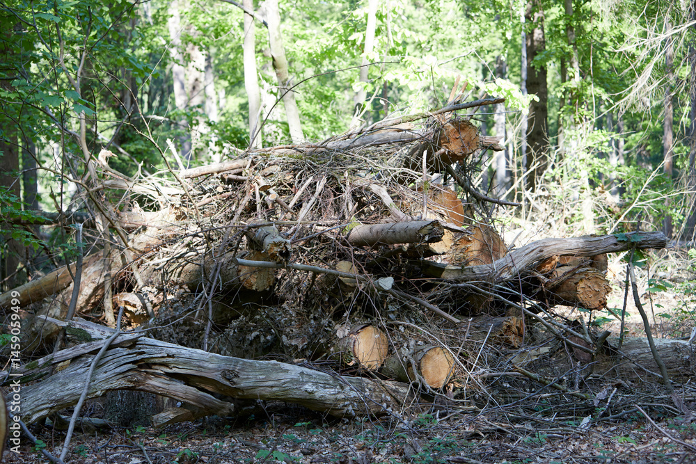 Obraz premium pile of fallen and felled trees in a forest