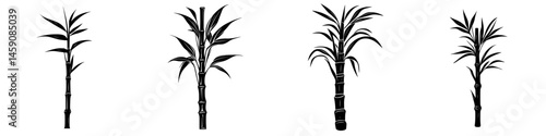 Illustration of four sugarcane plants showing different stages of growth and development in a minimalist design