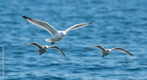 Three seagulls soaring above a deep blue sea.