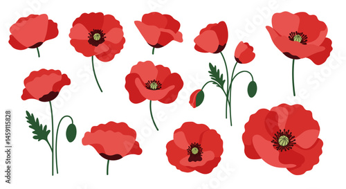 Red Poppy Flower Collection - Vector Illustration
