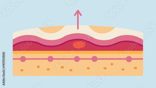 Layered Skin Structure A crosssection view of skin layers highlighting improvements with arrows indicating smoother surface layers after exosome therapy.