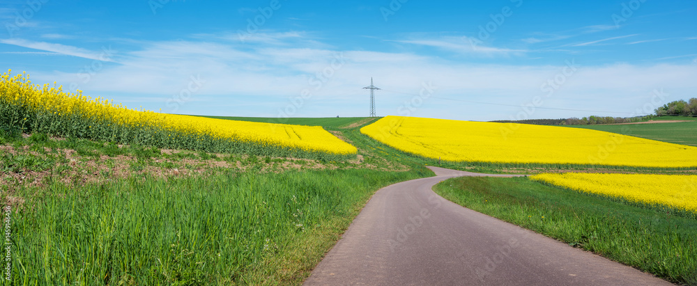 rapeseed fields under blue sky in german national park of saar hunsrueck in spring between Saarbrucken and Trier