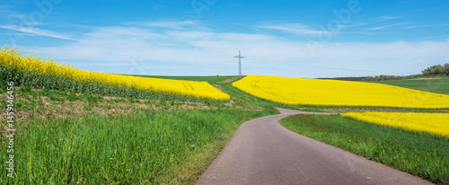 Obraz na płótnie rapeseed fields under blue sky in german national park of saar hunsrueck in spring between Saarbrucken and Trier w salonie