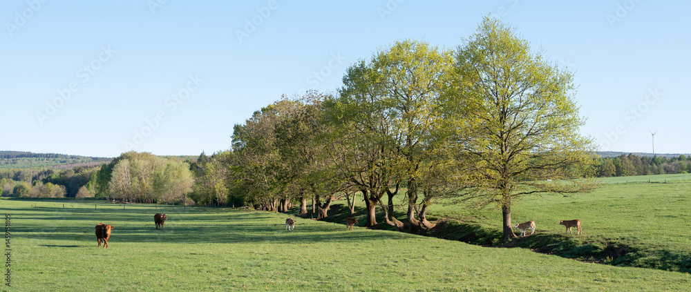 Fototapeta premium cows and calves in green grassy spring meadow near Trier in german saarland and nature park saar-hunsrueck