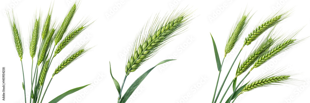 Set of A Green Wheat Stalks isolated on a transparent background. Set of A Green Wheat Stalks isolated on a transparent background.