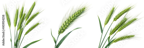 Set of A Green Wheat Stalks isolated on a transparent background.