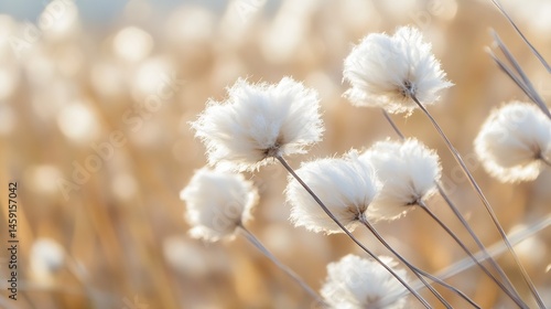 Close-up view of fluffy white cotton grass flowers illuminated by warm sunlight, set against a blurred background of golden-brown reeds. : Generative AI