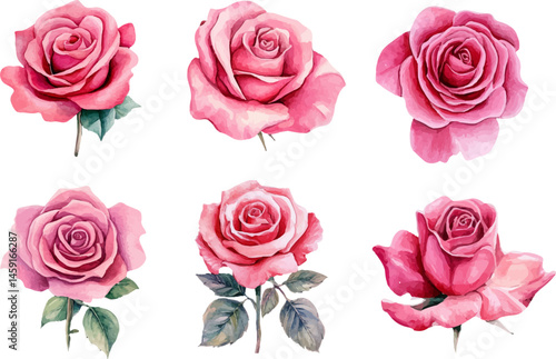 set of pink roses