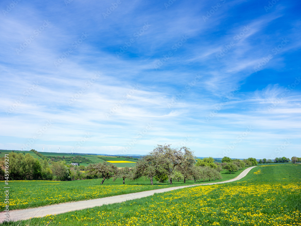 rural landscape with fruit trees and rapeseed field in german national park of saar hunsrueck under blue sky in spring
