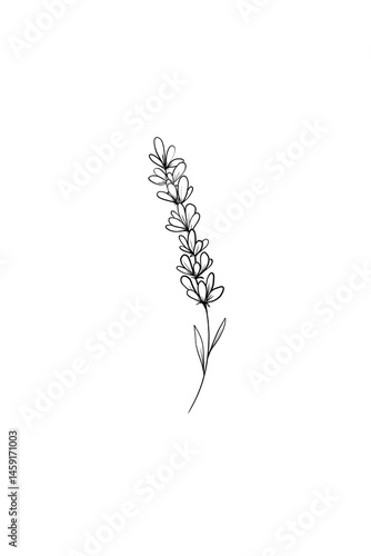 Quadro em tela Thin delicate lavender sprig isolated on white background