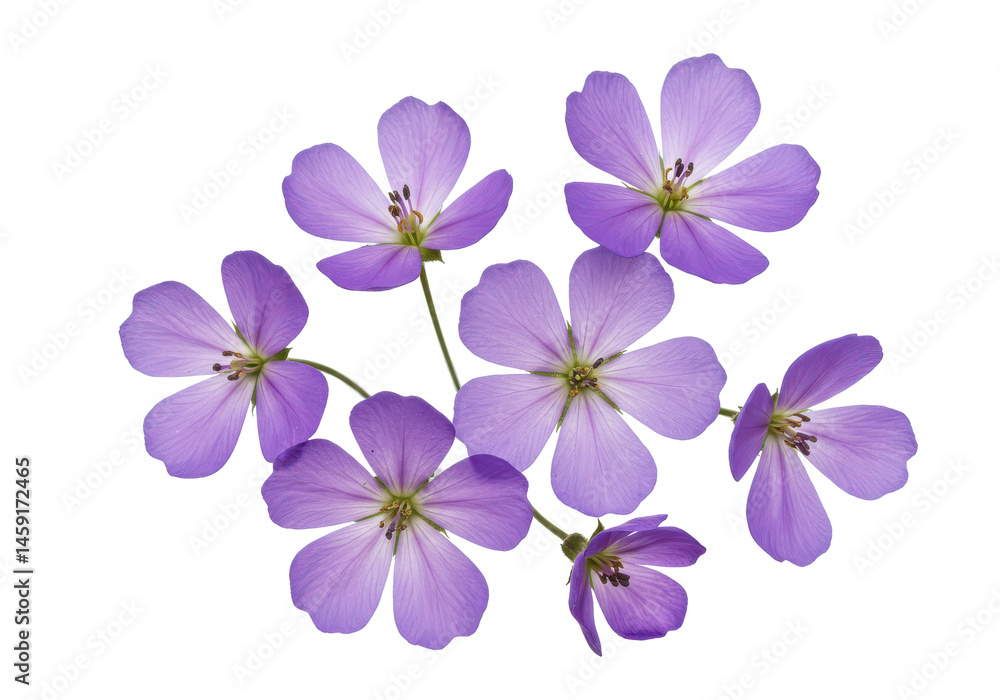 Obraz premium Lavender Geraniums Delicate purple blooms against a stark black canvas showcasing their ethereal beauty
