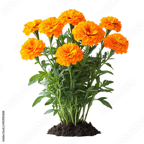 Wallpaper Mural A Blooming Orange Marigold Plant Isolated on Transparent Background Torontodigital.ca
