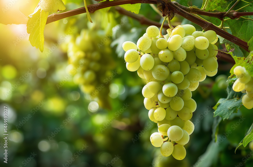 Fototapeta premium White Grapes on Vine with Sunlight – High-Resolution Close-Up Photo