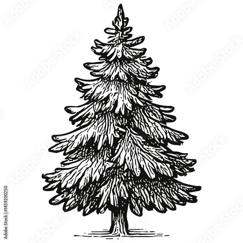 Spruce Tree Item 10
