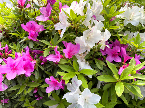Obraz na płótnie Filled frame background of pink and white flowers in full bloom during late spring w salonie