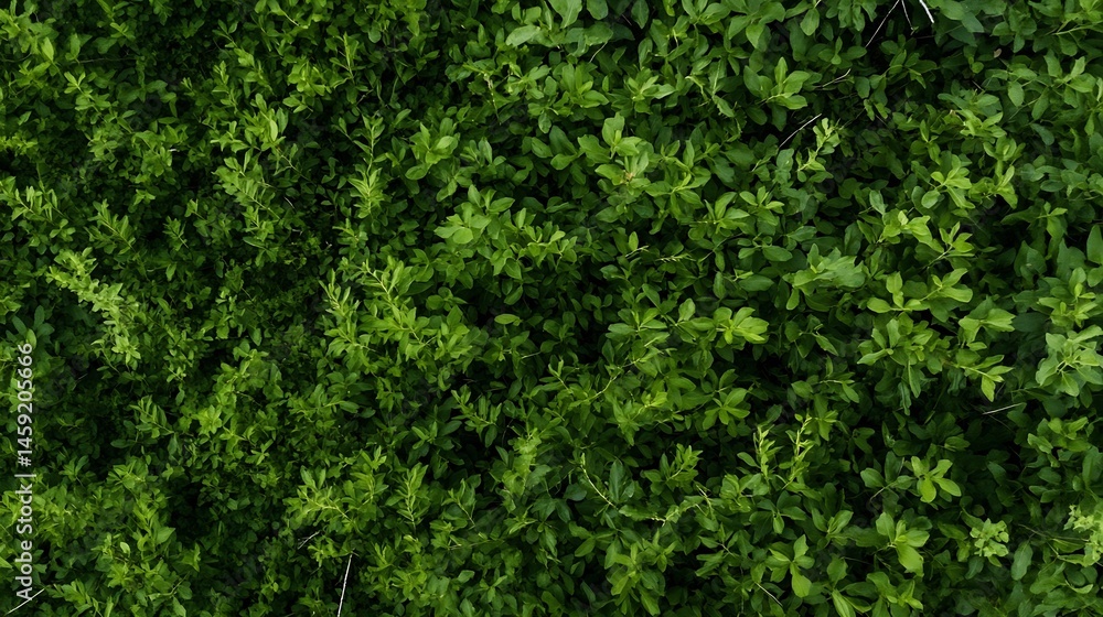 Fototapeta premium Dense Green Foliage Texture: Overhead View of Lush, Vibrant Leaves Creating a Natural Background Pattern. : Generative AI