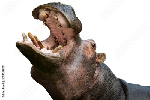 Quadro su tela view of a magnificent hippopotamus in png