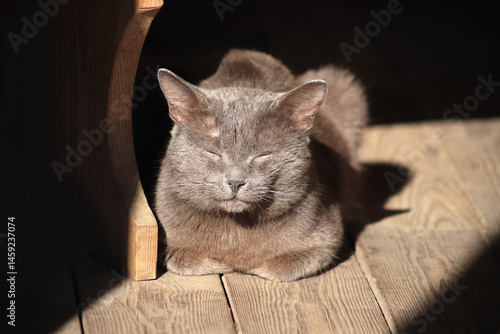 Photography A cat basks in the sun on a wooden floor in an old house.