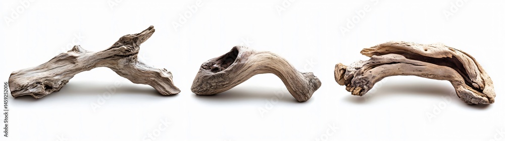 Natural driftwood sculptures coastal environment organic art pieces beachfront gallery unique textures and colors nature's craftsmanship Natural driftwood sculptures coastal environment organic art pieces beachfront gallery unique textures and colors nature's craftsmanship