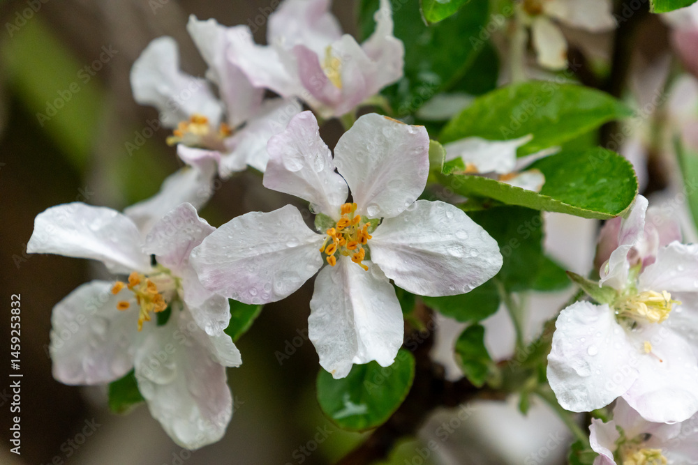 Fototapeta premium Blühende Blüten eines Apfelbaums