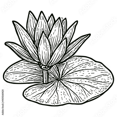 Lotus Item 12