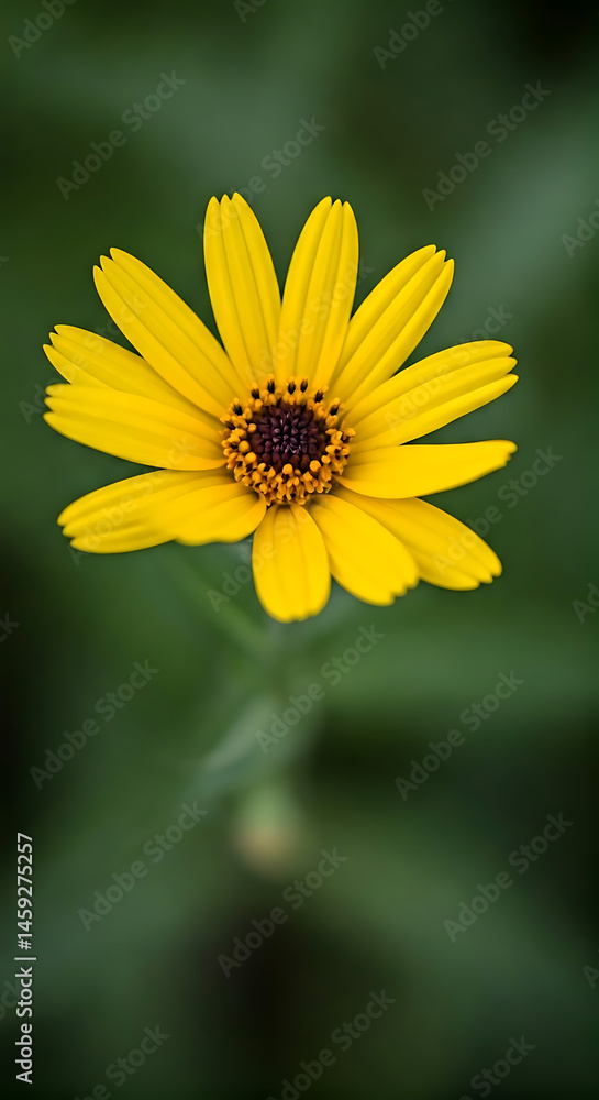 Anthericum_flower_background Anthericum_flower_background
