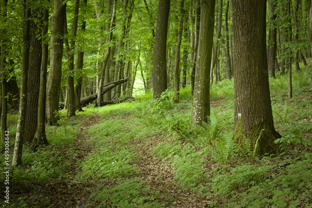 Obraz premium path in the forest, green forest