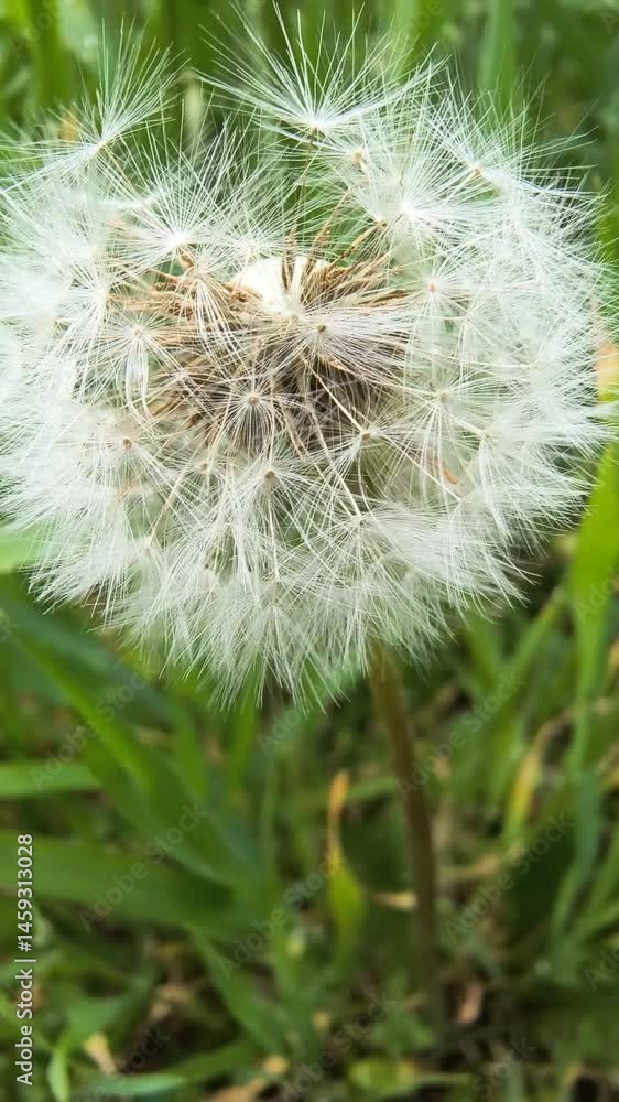 beautiful dandelions in green grass. grass and white dandelions. white dandelions. beautiful dandelions in green grass. grass and white dandelions. white dandelions.
