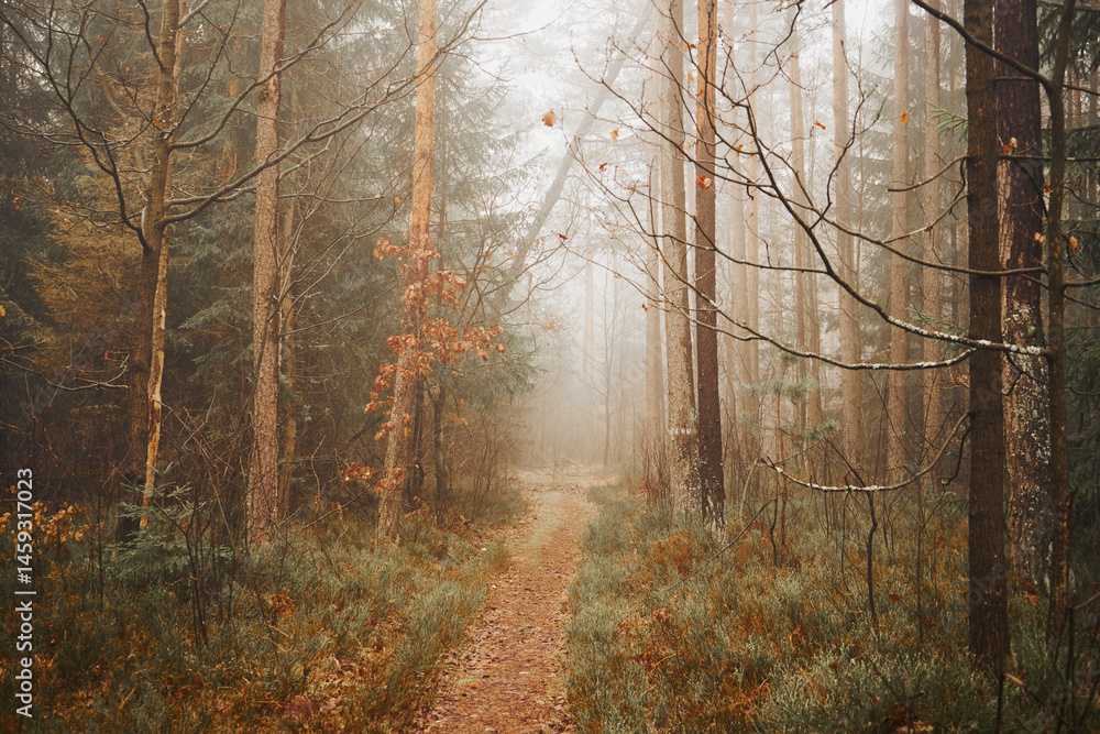 Obraz premium leśna droga,mgła 