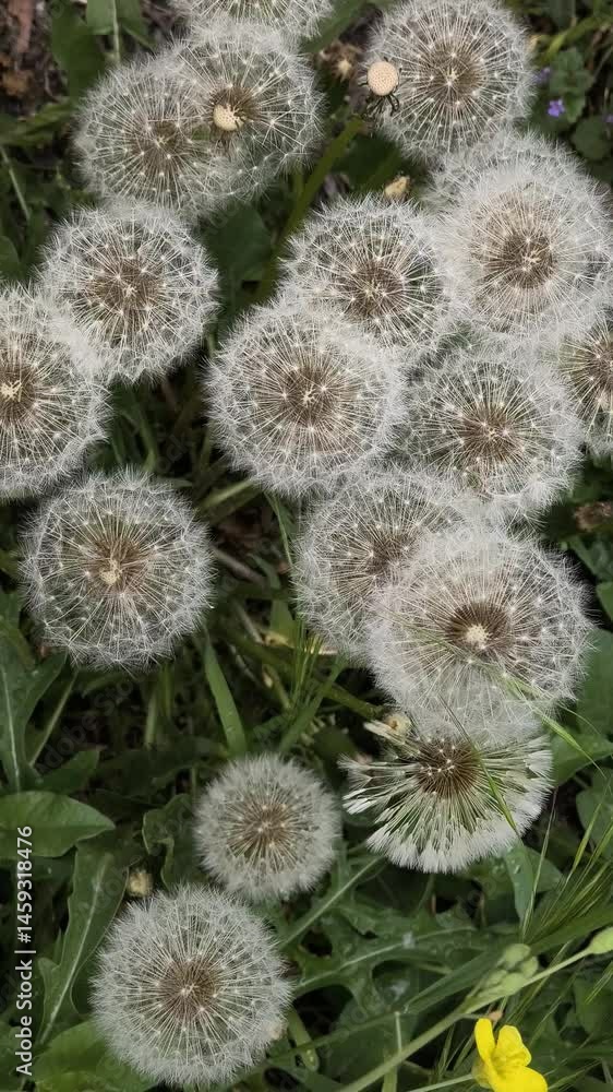 beautiful dandelions in green grass. grass and white dandelions. white dandelions. beautiful dandelions in green grass. grass and white dandelions. white dandelions.