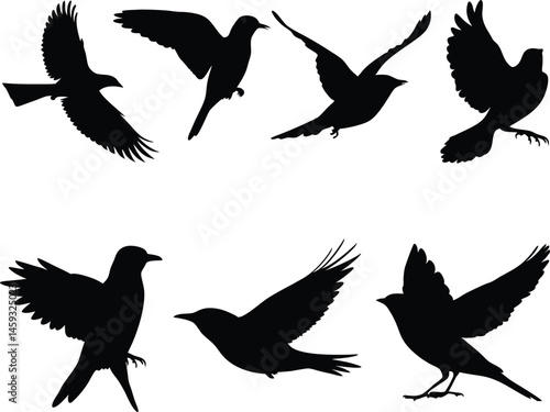Flying Bird Silhouettes Collection, Black Vector Birds in Flight and Perch