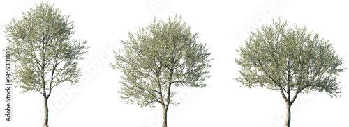 Set of Prunus avium (commonly called wild cherry, sweet cherry or gean) blossoming frontal street trees isolated png on a transparent background perfectly cutout