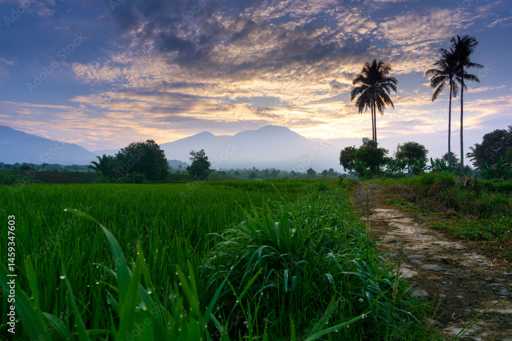 Fototapeta premium Beautiful morning view indonesia Panorama Landscape paddy fields with beauty color and sky natural light