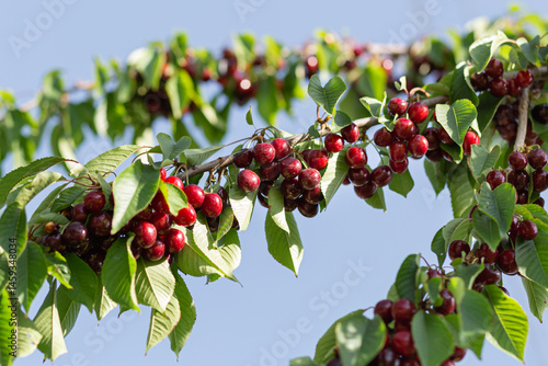 Sweet cherry red berries on a tree branch close up