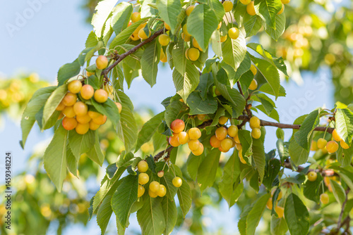 Sweet cherry yellow berries on a tree branch close up
