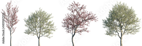 Set of Prunus pumila besseyi and Prunus avium blossoming frontal street trees isolated png on a transparent background perfectly cutout