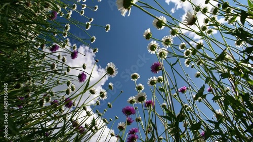 Static POV shot from the ground looking up through tall grass and wildflowers at a bright blue sky with soft white clouds.  