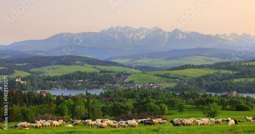 Czorsztyn village in Poland with grazing sheep, lush meadows, Pieniny Mountains on the Polish-Slovak border, and Niedzica Castle at sunset in the background on a spring day.