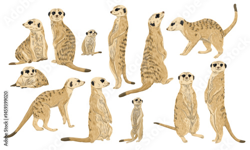 Set of meerkats Suricata suricatta and their babies in different poses. Realistic vector animal suricate.