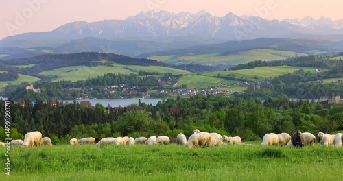 Czorsztyn village in Poland with grazing sheep, lush meadows, Pieniny Mountains on the Polish-Slovak border, and Niedzica Castle at sunset in the background on a spring