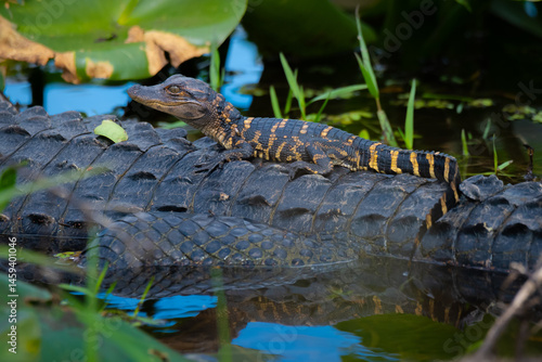 Baby Alligator on mothers back