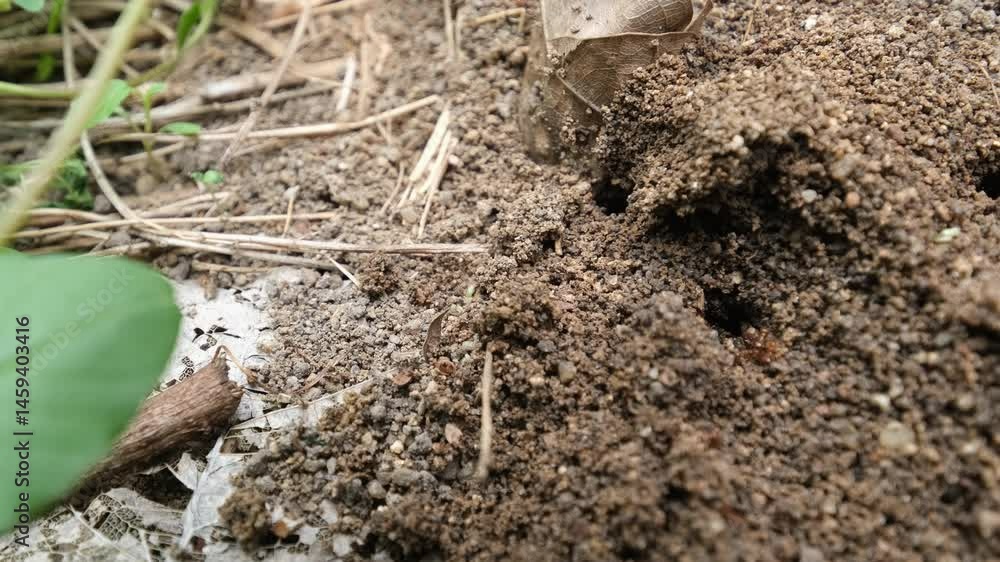 Close up colony of Red Fire Ants in nature. Close up colony of Red Fire Ants in nature.