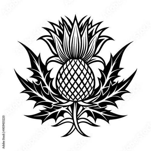 Download Scottish Thistle Vector Art In Celtic Style Vector Art Illustration Eps File For Design.