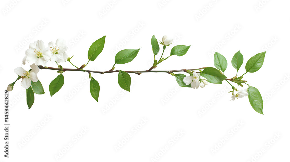 Almond flower with small white flowers and green leaves, Almond flower with small white flowers and greenness, Almond white flowers among green leaves, on a transparent backgrounds Almond flower with small white flowers and green leaves, Almond flower with small white flowers and greenness, Almond white flowers among green leaves, on a transparent backgrounds