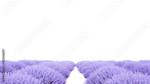 Blooming lavender field creating a path isolated on white background PNG