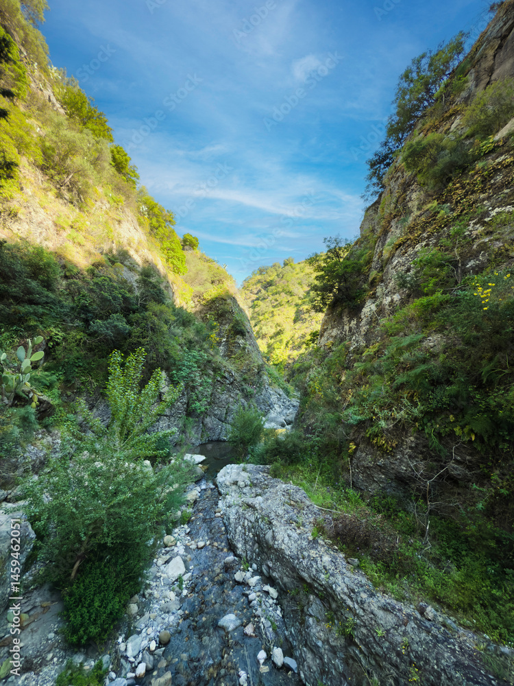 Obraz premium canyon with stream immersed in the forest