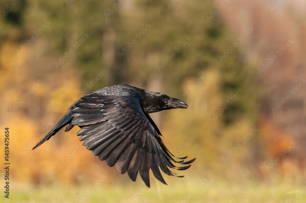 Naklejka premium Common raven (Corvus corax) glides through the air with outstretched wings over an autumn meadow. The blurred golden forest behind intensifies the bird’s glossy black silhouette.