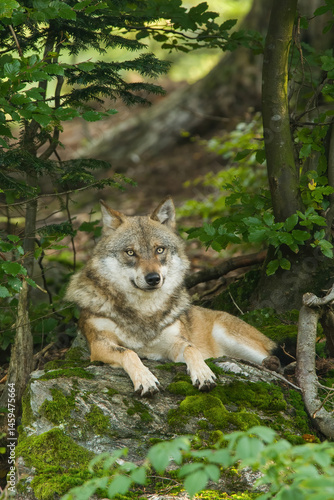Wolf (Canis lupus) rests quietly on a moss-covered rock surrounded by deep forest foliage. The soft green light adds depth and serenity to the scene. The golden eyes convey dominance.